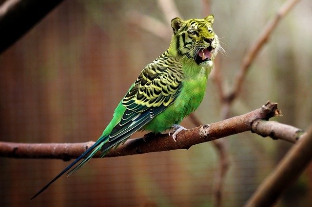 Create meme: crested budgie, budgie green, The budgie is green