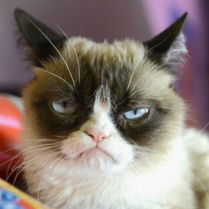 Создать мем: гималайская кошка, недовольный котик, grumpy cat
