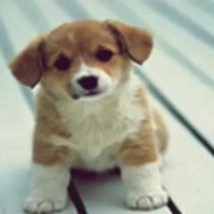 Create meme: cute dogs, cute puppy, dog
