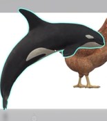 Создать мем: кит касатка, утка, кряква