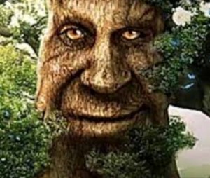 Создать мем: иэн макшейн джек покоритель великанов, дуб зелёный, живое дерево