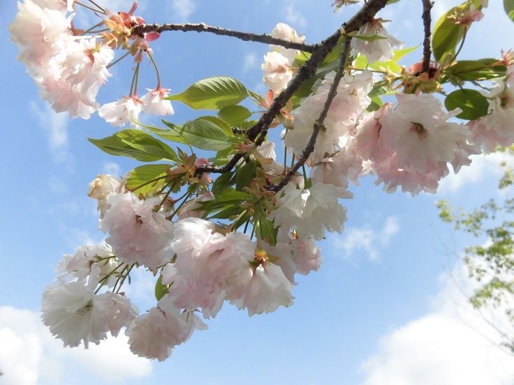 Create meme: small-sawed cherry kanzan, apple trees in bloom, Sakura 