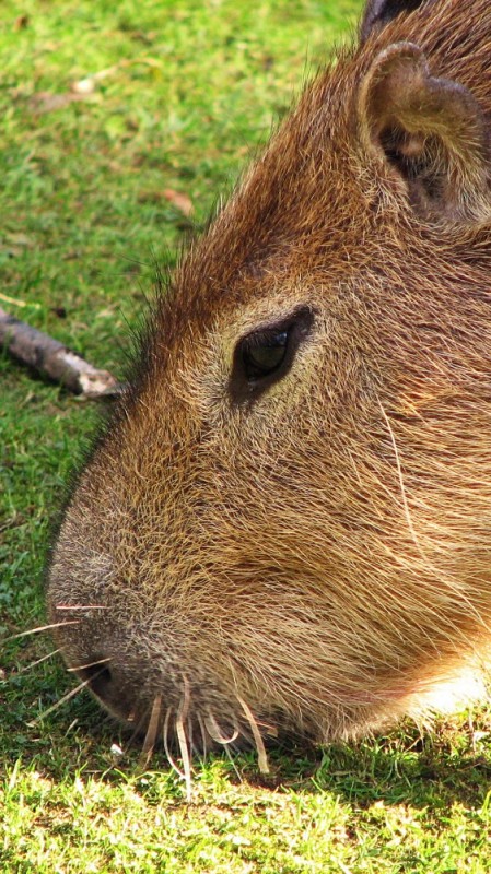 Create meme: little capybara, large capybara guinea pigs, big capybara