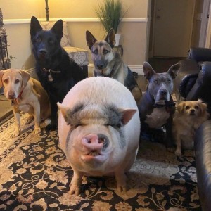 Создать мем: пес, питомцы, собака и свинья