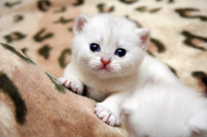 Создать мем: кошки маленькие, очень маленькие котята, белые британские котята