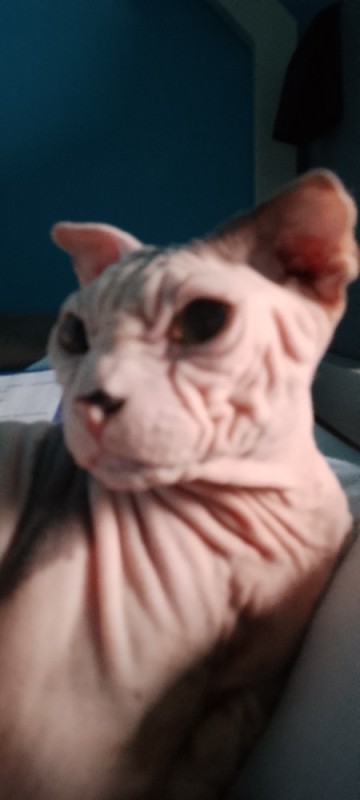 Create meme: Sphinx , Sphynx cat , the Sphynx breed