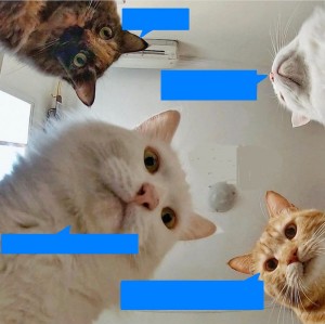 Create meme: cat meme, cat , memes with cats 