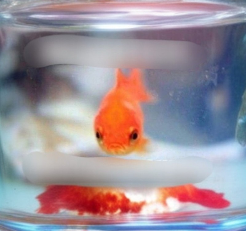 Create meme: goldfish in the aquarium, memes funny , goldfish memory