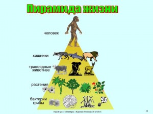 Создать мем: экологические пирамиды стабильная, экологическая пирамида, экологическая пирамида биосферы