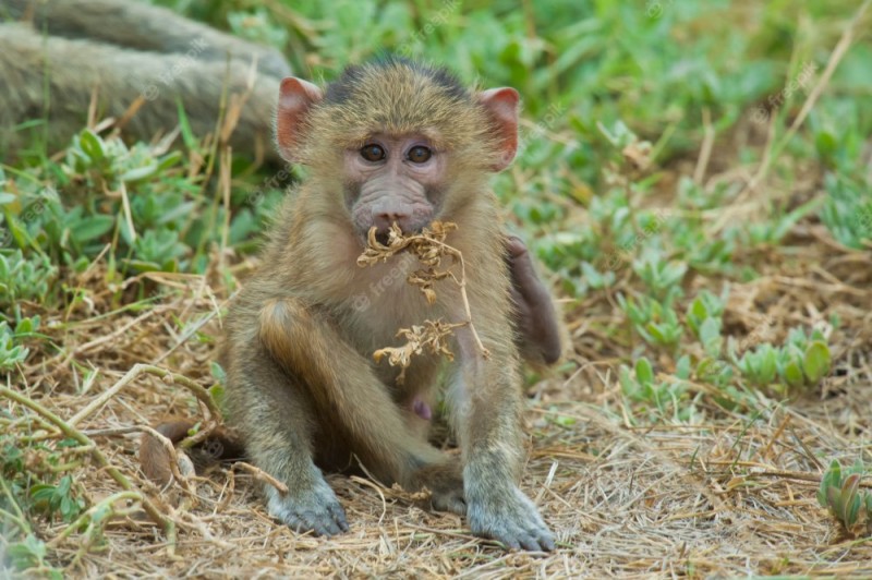 Create meme: the baby baboon, little monkey meimun, monkey 