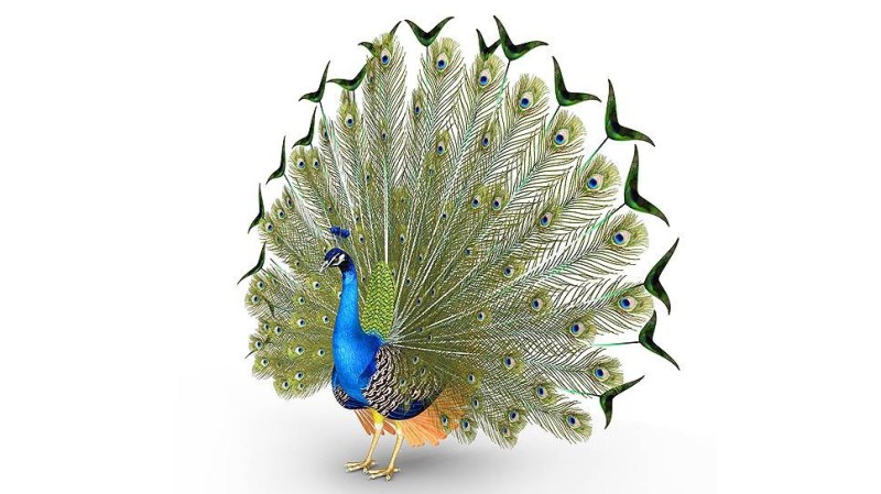 Create meme: peacock , peacock on a white background, peacock bird