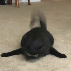 Create meme: cats, seals, black cat