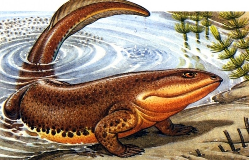 Create meme: ichthyostega evolution, the first amphibian ichthyostegs, ichthyostegs and stegocephals