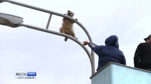 Create meme: lamppost, raccoon on a lamppost, photo five raccoons on the pole