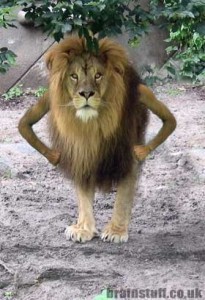 Создать мем: panthera leo bleyenberghi, лев против мем, katanga lion