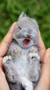 Create meme: rabbit, dwarf rabbit, cute bunnies