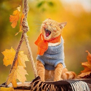 Create meme: autumn seals, autumn cats photo, autumn cat