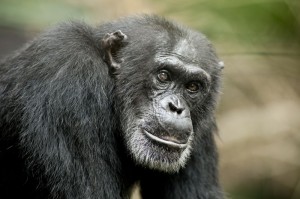 Создать мем: шимпанзе чолмондели, шимпанзе лицо, шимпанзе нгого
