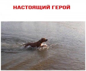 Create meme: dog pet, the dog in the water, dog