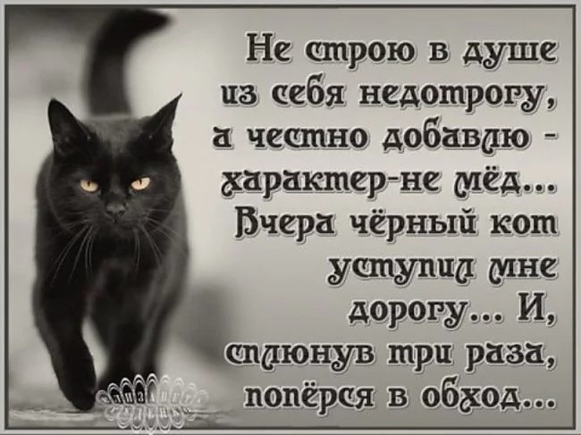 Создать мем: коты, открытка, чёрная кошка