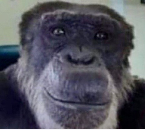 Создать мем: обезьяна улыбается мем, обезьяна из мема, мем обезьяна