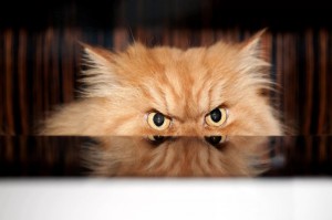 Создать мем: злой рыжий кот, рыжий персидский кот, кот в гневе