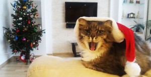 Создать мем: кот барсик линкор, кошка шипит, мейн кун кот с длиными ушами фото