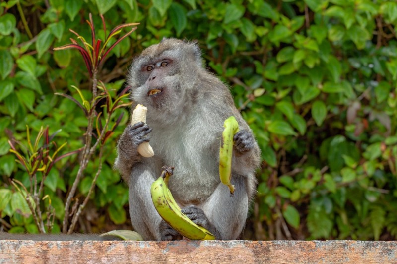 Создать мем: обезьяна ест, макака ест банан, обезьяна ручная