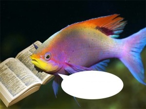 Create meme: pseudanthias pleurotaenia, aquarium fish, fish