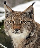 Create meme: common lynx, lynx , beautiful lynx