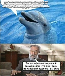Создать мем: так дельфины в очередной раз доказали что они, так дельфины в очередной, так дельфины в очередной раз