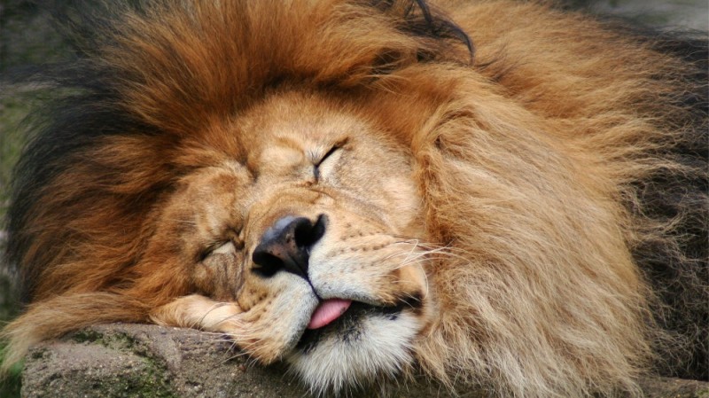 Create meme: the calm lion, sleepy lion, sleeping lion