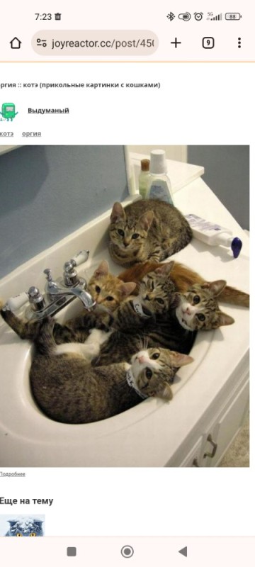 Создать мем: кошки прикольные, котики смешные, котик в ванной