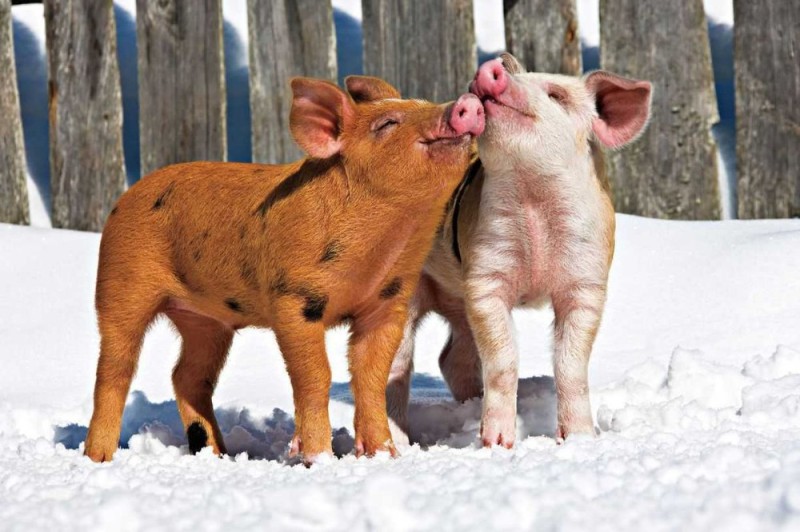 Create meme: piglets in love, pig in winter, pig 