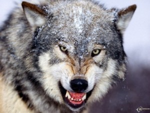 Create meme: bad wolf, grinning wolf, the muzzle of a wolf grin