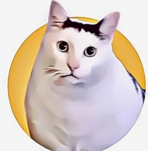 Создать мем: мемный кот на белом фоне, кошка, полайт кэт