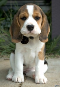 Create meme: Beagle puppy, Beagle dog, breed Beagle