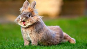 Создать мем: умный кролик, милый кролик, веселый кролик