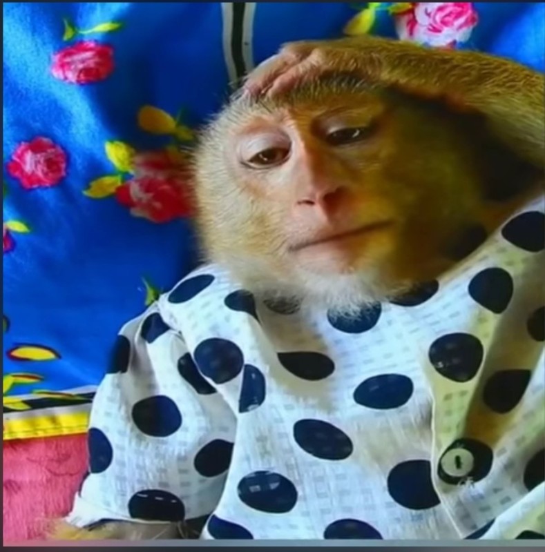 Создать мем: обезьяна домашняя, обезьянка федя, обезьяна мартышка