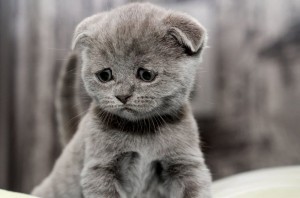 Create meme: the cat is sad, sad kitty, Scottish fold cat