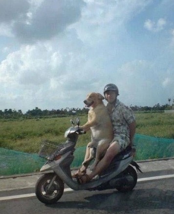 Создать мем: собака на мотоцикле, белая собака каталась на скутере, приколы юмор
