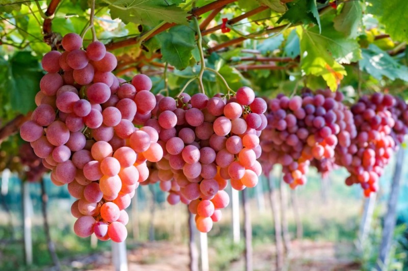Create meme: grapes, grape variety moskatel, rizamat grapes