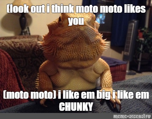 I think Moto moto likes you : r/memes