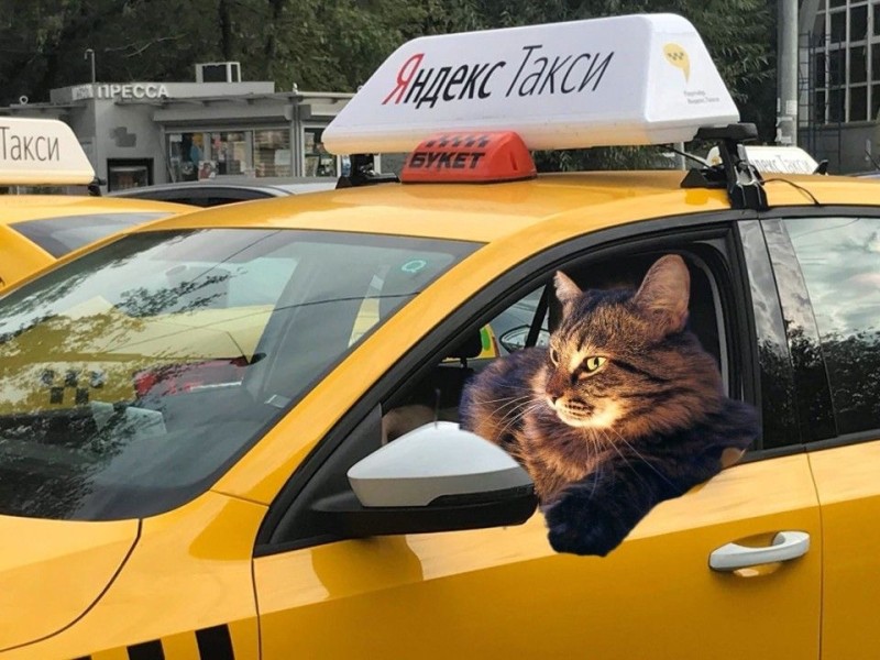 Создать мем: такси uber, такси для водителей, кот в такси