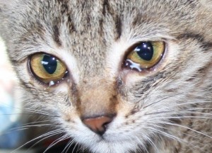 Create meme: weeping cat, the eyes of cats, the offended cat