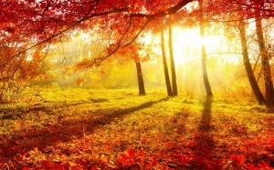 Создать мем: красивый осенний фон, красивая осень, золотая осень фон
