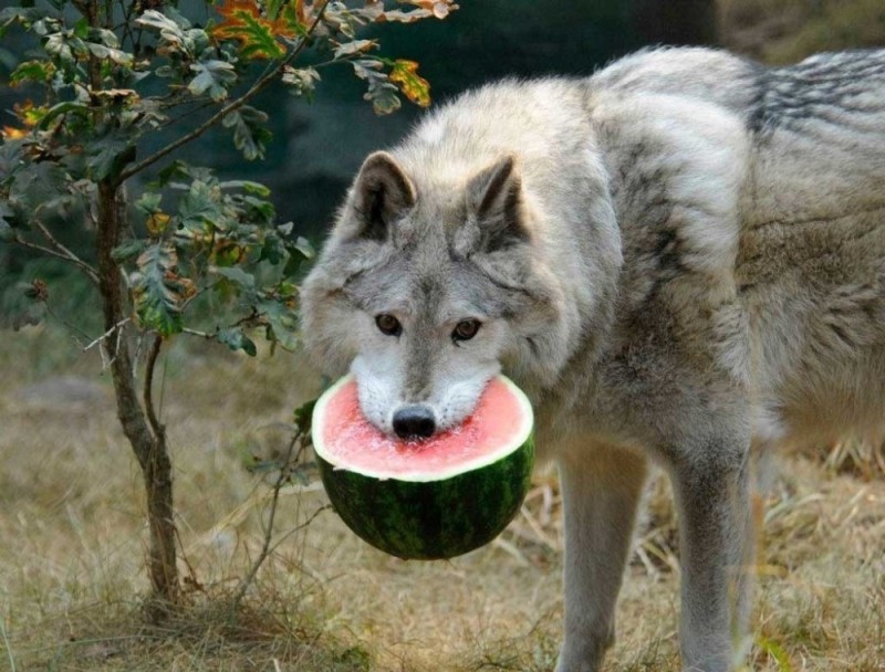 Create meme: wolf with watermelon, the wolf eats, wolf 