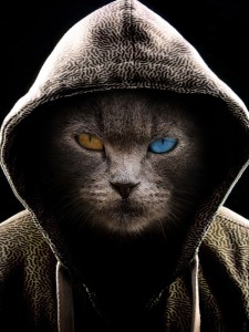 Создать мем: кот в капюшоне эскиз, кошка, 450×600