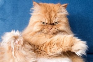 Create meme: angry fluffy cat, unhappy Persian cat, Persian cat