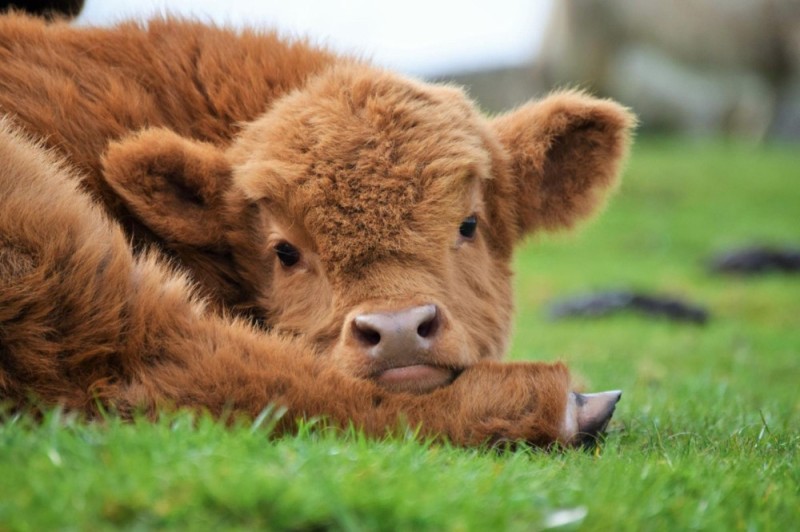 Create meme: fluffy calves, Highland cows and calves, calf 